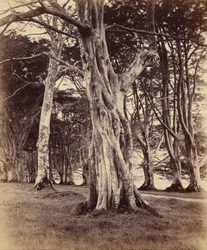 Buchenbäume, Inveraray
